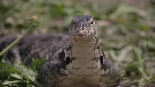 Giant reptile asian water monitor lizard slow motion tongue