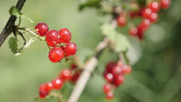 Organic deciduous shrub of tasty  redcurrant red berries shallow DOF 4K 2160p 30fps UltraHD footage 