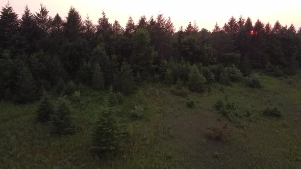 Lush Coniferous At The Forest Park In Sleeping Bear Dunes National Lakeshore, Leelanau County, Michi