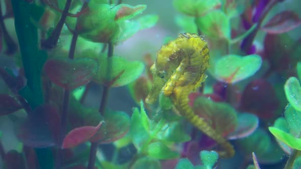 Hippocampus Guttulatus, Commonly Known As the Long-snouted Seahorse. Yellow Marine Fish.