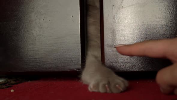 Gray Cat's Paw Plays with Human Fingers From Under the Bed