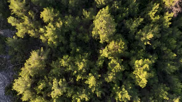 Forest texture aerial view 4 K Turkey Alanya