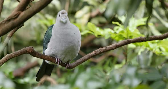 Grey bird with green wing on tree branch