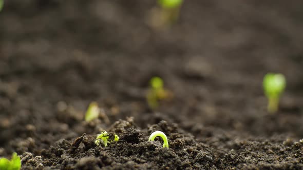 Growing Plants From Seeds in Spring Timelapse Sprouts Germination in Greenhouse