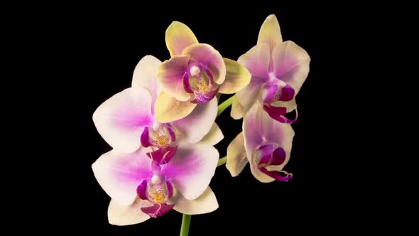 Opening Beautiful Yellow - Pink Orchid Phalaenopsis Flower