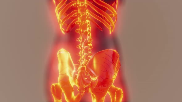 Homan Skeletal System in Transparent Body