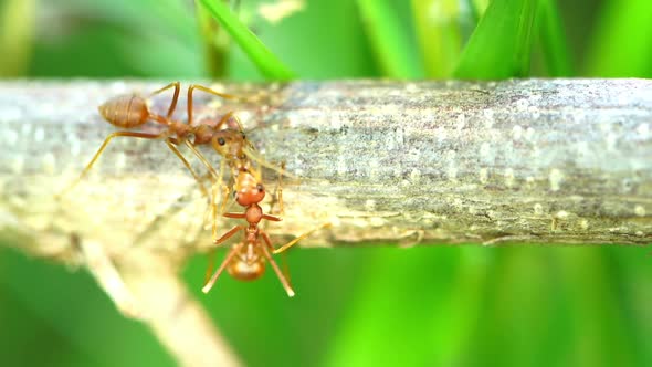 Ants were kissing on the branch