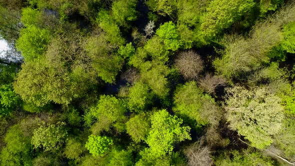 Aerial Forest Trees