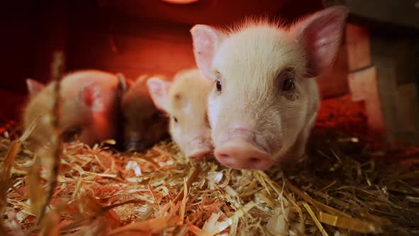 Piglets | Funny and cute mini pigs at an organic farm 