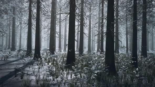 Frozen Winter Forest in the Fog