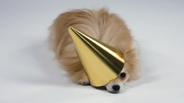 A Dwarf Spitz Lies with a Golden Festive Cap on His Head in the Studio on a Gray Background