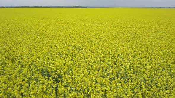 field of rapeseed with beautiful cloud - plant for green energy. top view