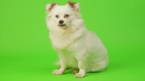 Fluffy White Dog with Blue Eyes on Green Background