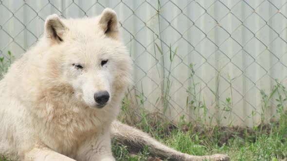 An Upset White Wolf is Sitting in the Enclosure