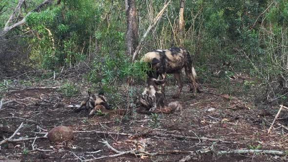 A pack of African Wild dogs, Lycaon pictus feed and tear a kill animal apart in a feeding frenzy dur