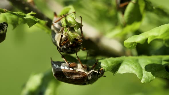 May beetles (cockchafers) eating oak leaves on spring - macro shot