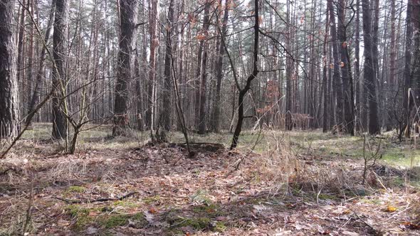 Trees in a Pine Forest During the Day Aerial View