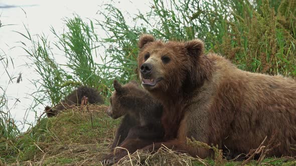 Female Brown Bear and Her Cubs