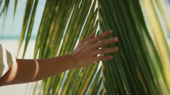 lose up woman hand gently touches the tropical coconut palm leaf swaying in the wind