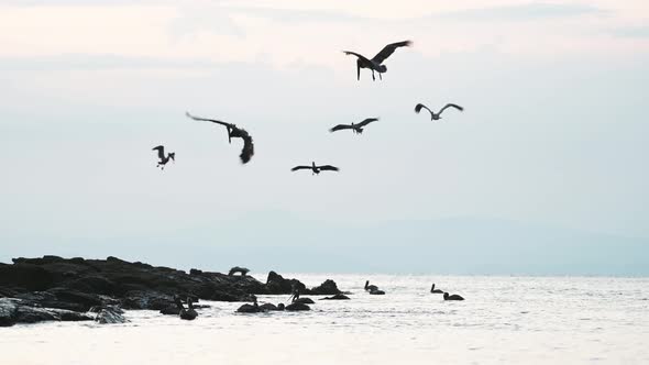 Costa Rica Birds and Wildlife, Brown Pelicans (pelecanus occidentalis), Amazing Animal Moments and B