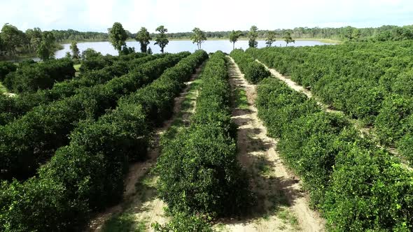 Winter Garden, Florida - Aerial flyover of an orange grove and pond in Central Florida.