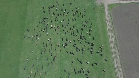 Fast aerial flyby over herd of cattle and flying birds, South Africa
