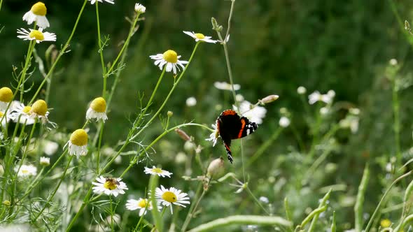 The Butterfly Attacks A Gadfly.