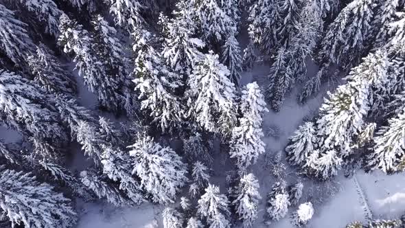Coniferous Forest. View From Above . Aerial View