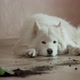 Guilty Dog on the Floor Next to an Overturned Flower - VideoHive Item for Sale