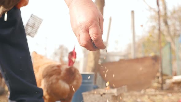 A Man Feeds Chickens with Grain From His Hand