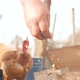 A Man Feeds Chickens with Grain From His Hand - VideoHive Item for Sale