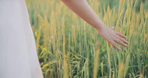 Hand Holds Over the Green Ears of Wheat. Field in the Sun