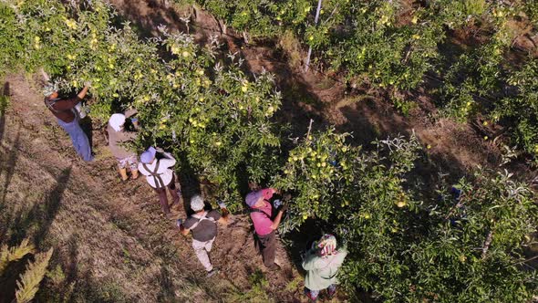 Apple Harvest. Aero, Top View. Farmers Pick Ripe, Juicy Apples From Trees in Farm Orchard. Autumn