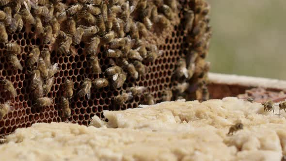 BEEKEEPING - Carefully putting back a frame into beehive, slow motion close up