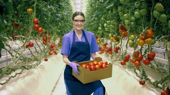 Female Gardener Smiles While Holding a Box with Tomatoes,  Agriculture Industry, Farmer in a