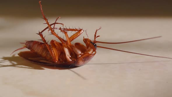 Cockroach lying upside down on floor in house and trying to get up on and stand close up, House cock