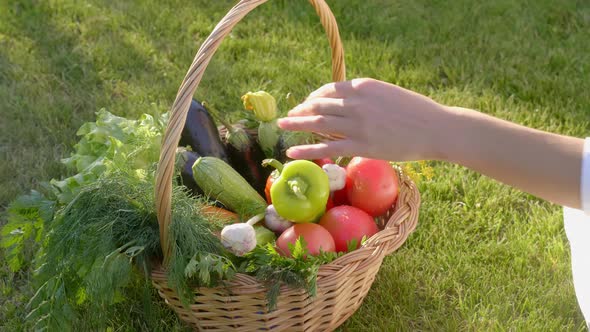 Woman Wearing Gloves with Fresh Vegetables in the Box in Her Hands