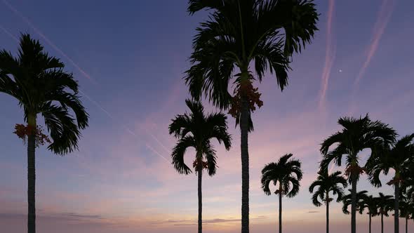 Blue Palm Trees Alley Sunset on Green Background