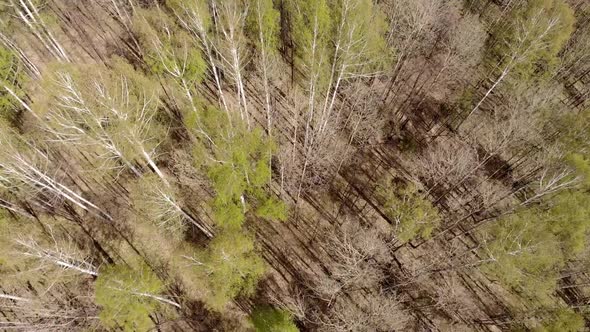 Aerial Drone Flying Over Consequences of Forest Fire