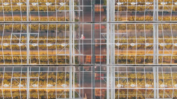 Busy Farmers Work Between Greenhouse Beds with Vegetables