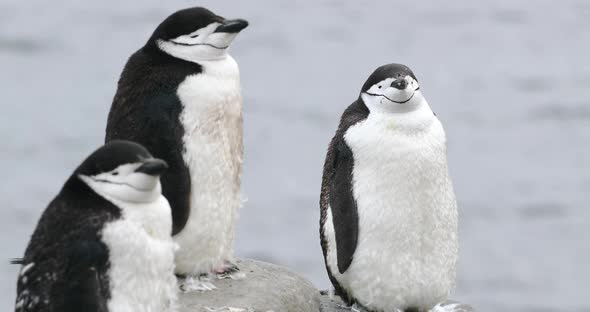 Chinstrap penguins