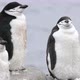 Chinstrap penguins - VideoHive Item for Sale