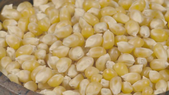 Popcorn seeds in a Bowl