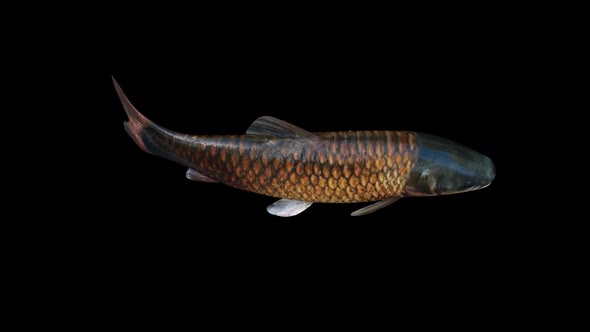 Amur Fish Top View alt