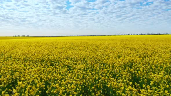 Aerial Drone Footage of Field of Yellow Rape Against the Blue Sky