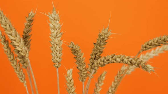 Wheat Spikelets Spinning On An Orange Background, Beautiful Spikelets Close Up.