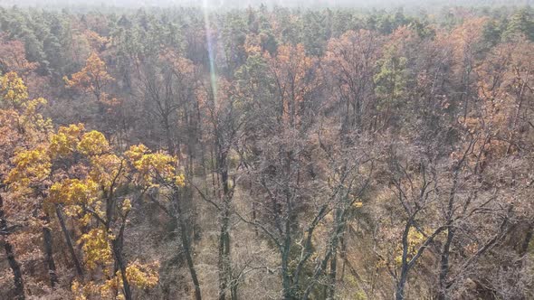 Forest with Trees in the Fall