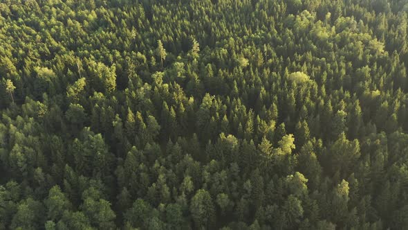 Flight Over Alpine Forest Durring Sunset Among Rural Path.