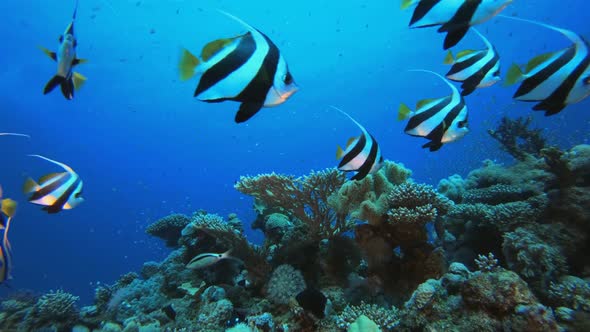 Underwater Fish and Coral Garden Banner-Fish