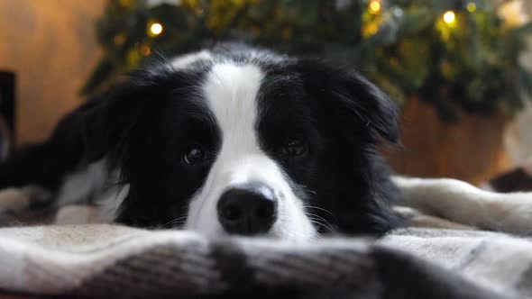 Funny Portrait of Cute Puppy Dog Border Collie Near Christmas Tree at Home Indoors